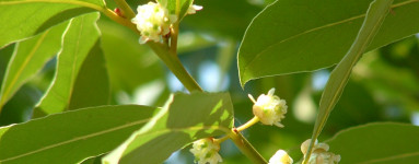 Lovor (Laurus nobilis)